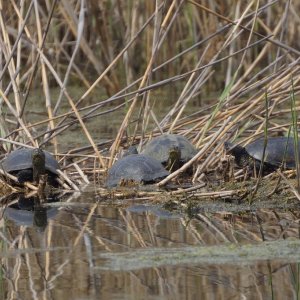 В Туле заметили краснокнижных болотных черепах
