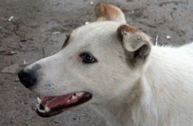 В Одоевском районе Тульской области объявлен карантин по бешенству
