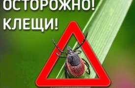 В Тульской области с начала 2022 года клещи покусали 273 человека
