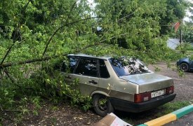 В Туле после пятничных гроз оказались поваленными 9 деревьев