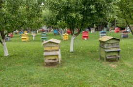 В Тульской области вновь массово гибнут пчелы
