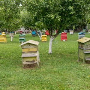 В Тульской области вновь массово гибнут пчелы