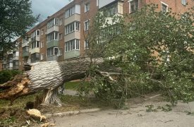 В Алексине Тульской области сильный ветер сломал толстенное дерево