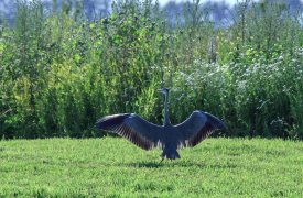 Колония серых цапель на Куликом поле в Тульской области выросла в три раза