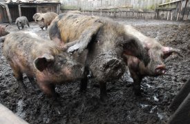Фермеру из Суворова запретили разводить свиней в городской черте