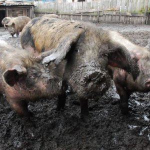 Фермеру из Суворова запретили разводить свиней в городской черте