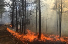 В Тульской области объявили 4 класс пожарной опасности: метеопредупреждение