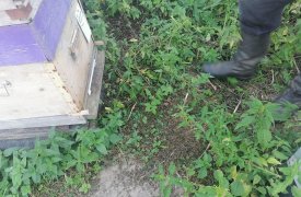 В Ясногорском районе Тульской области массово гибнут пчелы