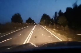 Под Тулой огромная стая бабочек атаковала автомобиль