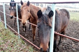 Туляков приглашают на День лошади
