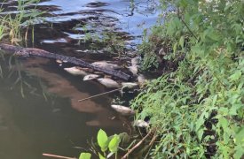 По факту повторного мора рыбы в Богородицке Тульской области будет проведена проверка