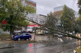 Из-за непогоды на улице Руднева в Туле рухнуло дерево