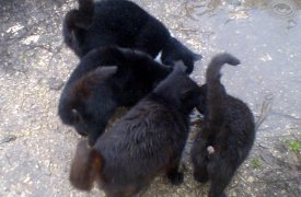 В Туле из голодного заточения спасли более двух десятков кошек, хозяин которых попал в больницу