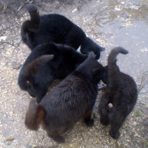 В Туле из голодного заточения спасли более двух десятков кошек, хозяин которых попал в больницу