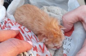 В Ефремове Тульской области новорожденного котенка выкинули в пакете в мусорный бак