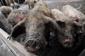 Под Тулой выявлен очаг опасного заболевания - бруцеллеза животных