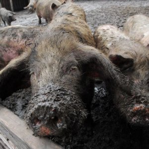 Под Тулой выявлен очаг опасного заболевания - бруцеллеза животных