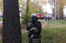 В Бородинском поселке Тульской кошка просидела на дереве трое суток: в итоге ее снимали пожарные