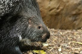 Страна «Дикобразия» развернется в Тульском экзотариуме  12 и 13 ноября