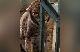 Тульская прокуратура начала проверку в связи с гибелью домашней рыси Даши