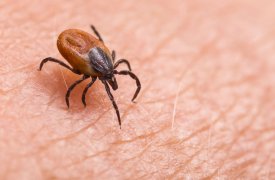 13 жителей Тульской области покусали клещи за минувшую неделю