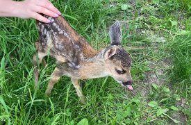 В Киреевском районе у фермера отобрали детеныша косули