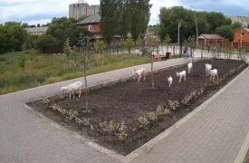 В Новомосковске козы разрушили новый сквер