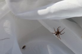 В усадьбе Федяшево в Тульской области наршли редкий вид паука