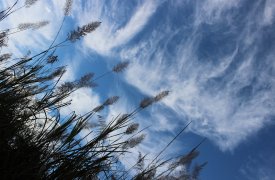 В Тульской области ожидается сильный ветер: метеопредупреждение