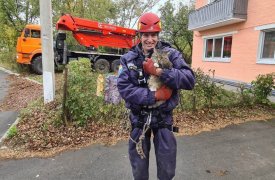 В тульском поселке Плеханово работники коммунальных служб сняли кота с дерева