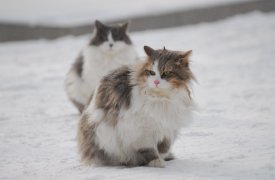 В Туле пройдет выставка питомцев, которые ищут хозяев