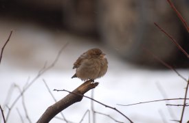 Прогноз погоды в Тульской области на 8 января