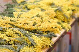 В Туле открылись семь официальных цветочных ярмарок