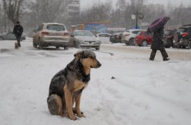 Прогноз погоды в Тульской области на 10 марта: небольшое похолодание