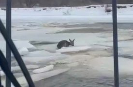 Провалившуюся под лед косулю спасли сотрудники МЧС в Алексине Тульской области