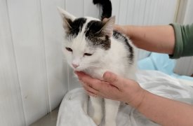 6 кошек из Белгорода поступили в тульский приют для бездомных животных