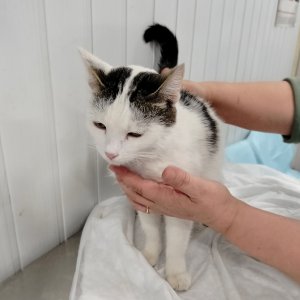 6 кошек из Белгорода поступили в тульский приют для бездомных животных