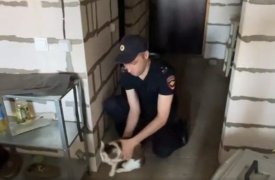 Тульские полицейские освободили запертых в квартире кошек 