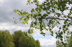 В Тульской области с начала сезона клещи покусали 381 ребенка 