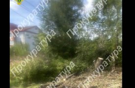 После вмешательства прокуратуры в Донском Тульской области убрали аварийное дерево 
