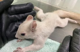 Тульские ветеринары выхаживают белку-лейкиста из Белоусовского парка