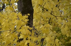 Прогноз погоды на 28 сентября в Тульской области