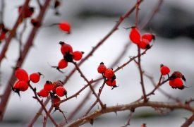 Прогноз погоды на 25 января в Тульской области