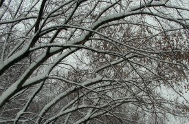 Какой погоды тулякам ждать 12 февраля