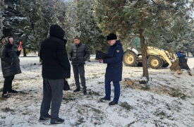 Прокуратура займется проверкой незаконной вырубки туй у Братской могилы в Донском