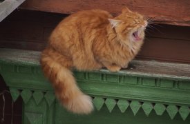 Неприятный камбэк: в Тульскую область на выходных вернутся холода