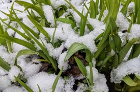 9 мая в Тульской области ударят заморозки
