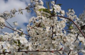 Прогноз погоды на 10 мая в Тульской области