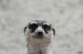 В Тульском экзотариуме очередное пополнение
