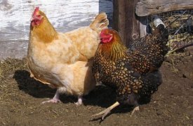 У жительницы Щекина Тульской области украли 13 кур